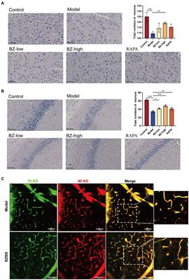 Bazi Bushen capsule improves the deterioration of the intestinal barrier function by inhibiting NLRP3 inflammasome-mediated pyroptosis through microbiota-gut-brain axis